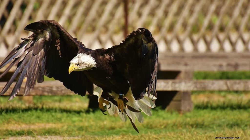 Was bedeuten Adler in Träumen? 