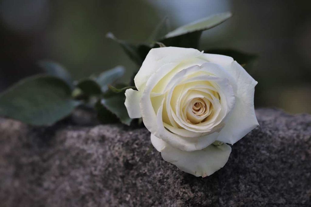 Was bedeutet es, von Blumen zu träumen? 