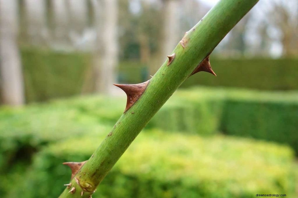 Wat betekent dromen over bloemen? 