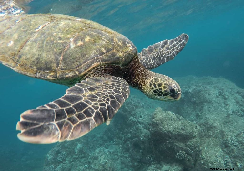 Drømmer om skildpadder 