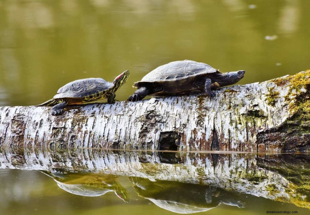 soñar con tortugas 