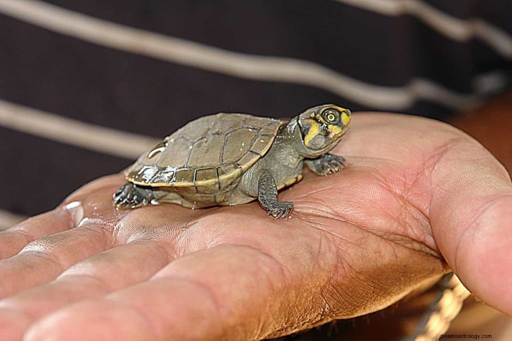 Drømmer om skildpadder 