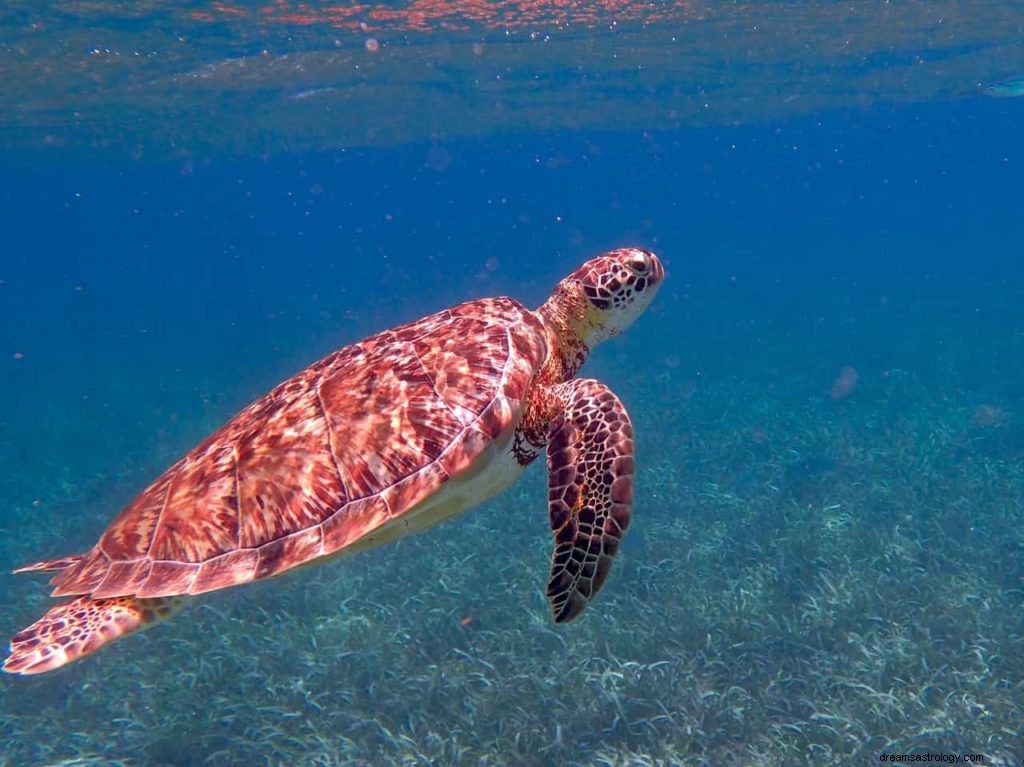 Drømmer om skildpadder 