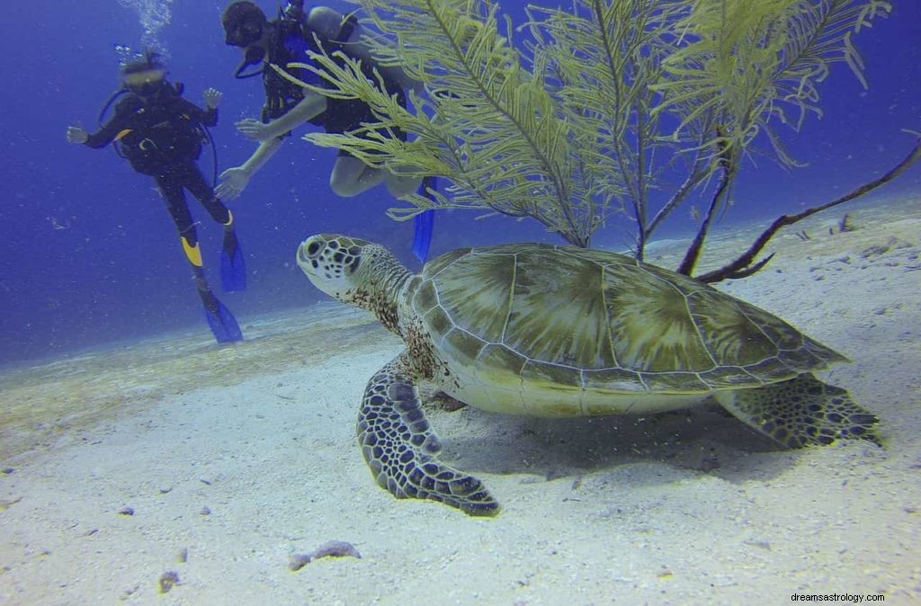 Dromen van schildpadden 