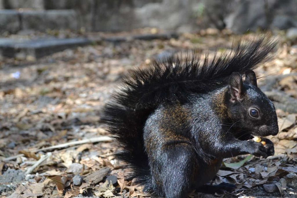 Símbolos de sonho animal - A - Z 