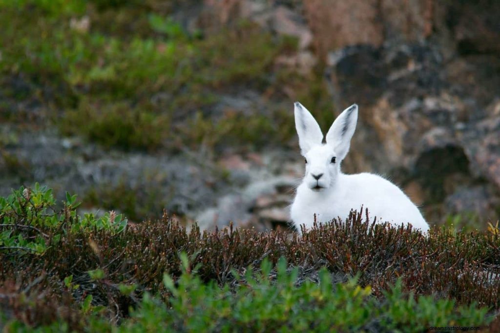 Tierische Traumsymbole – A – Z 