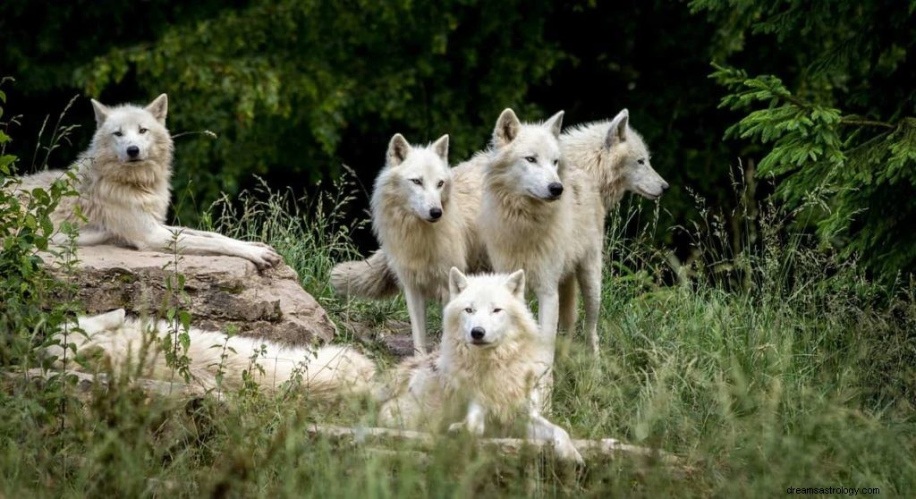 Símbolos de sueños de animales – A – Z 