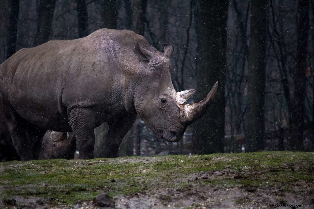 Simboli dei sogni degli animali – A – Z 