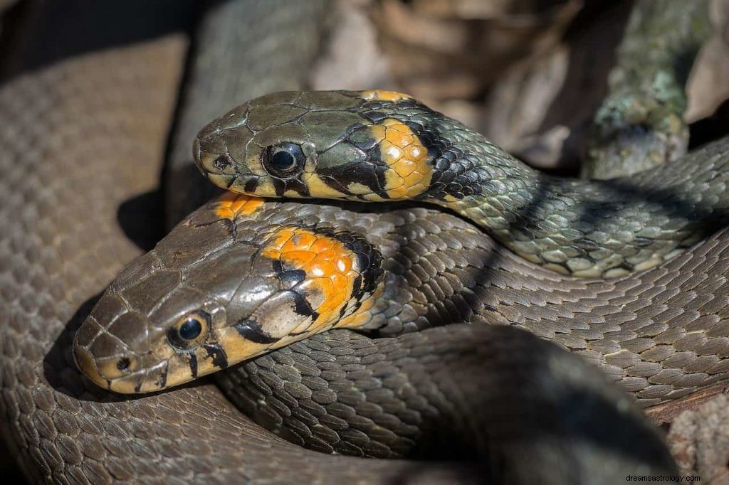 O que muitas cobras significam em seu sonho? 