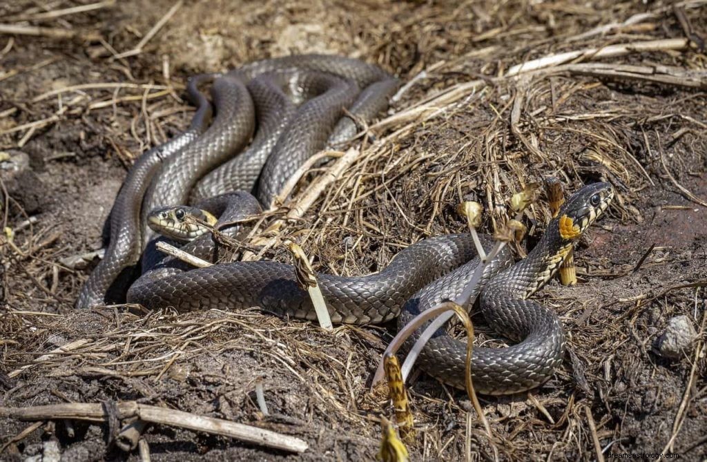 Que signifient beaucoup de serpents dans votre rêve ? 