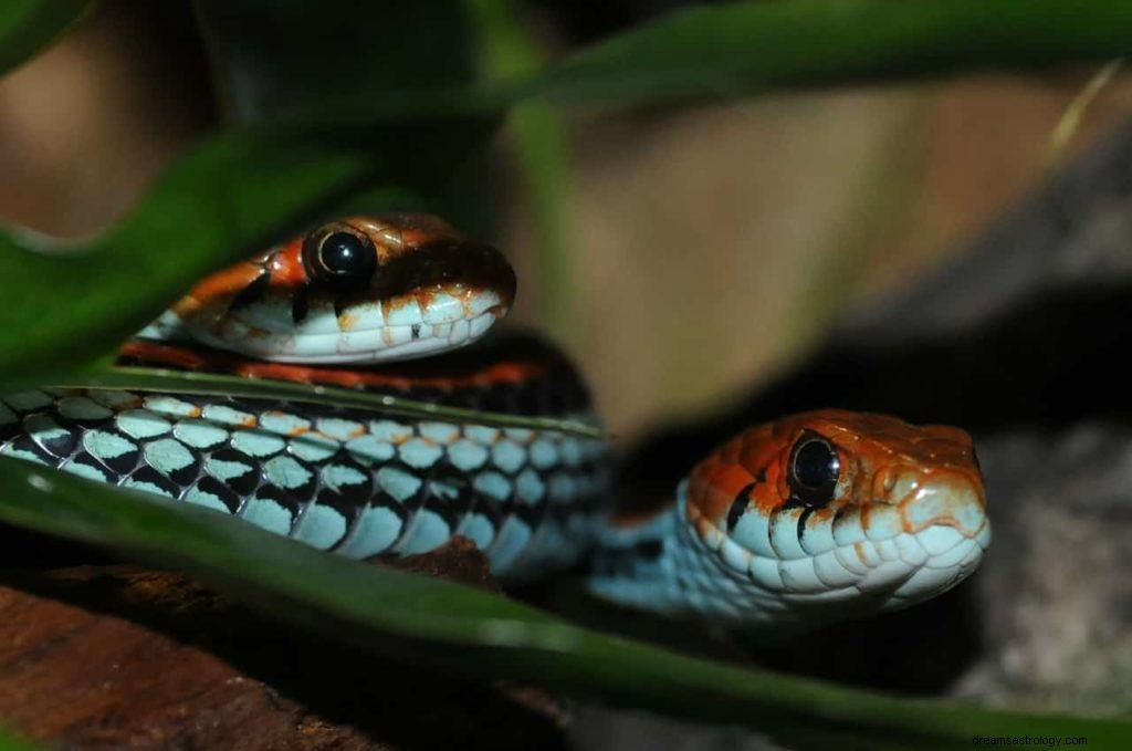 O que muitas cobras significam em seu sonho? 