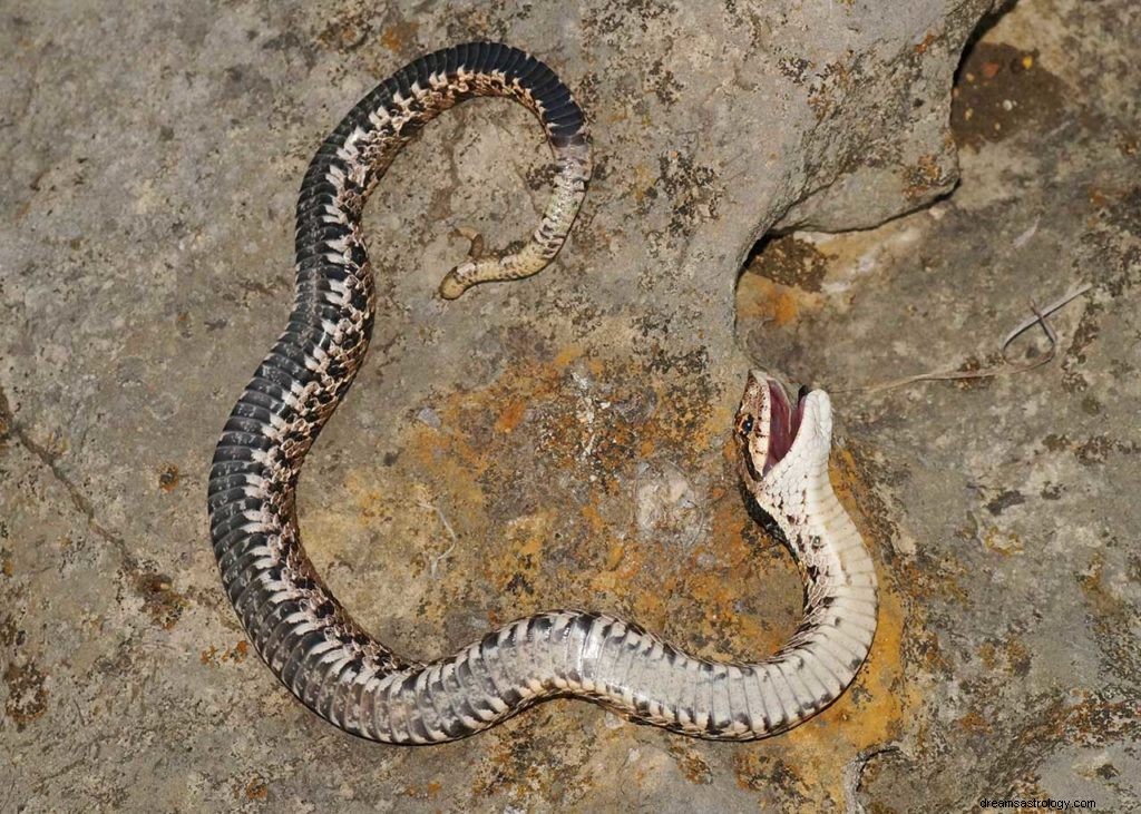 Serpent mort dans les rêves 