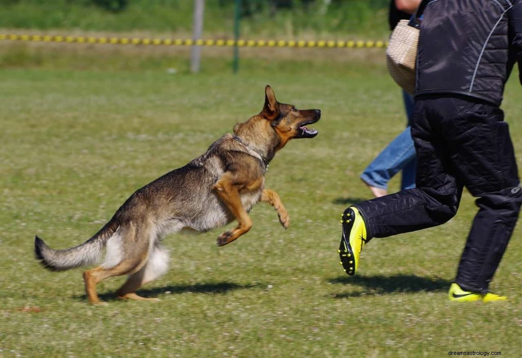 Droombetekenis hond aanval 