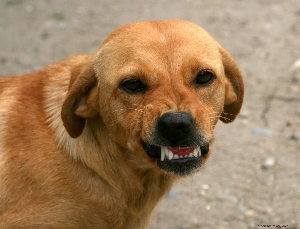 Significado de soñar con Ataque de Perro 