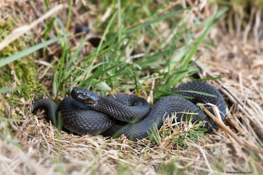 Significato del sogno del serpente nero 