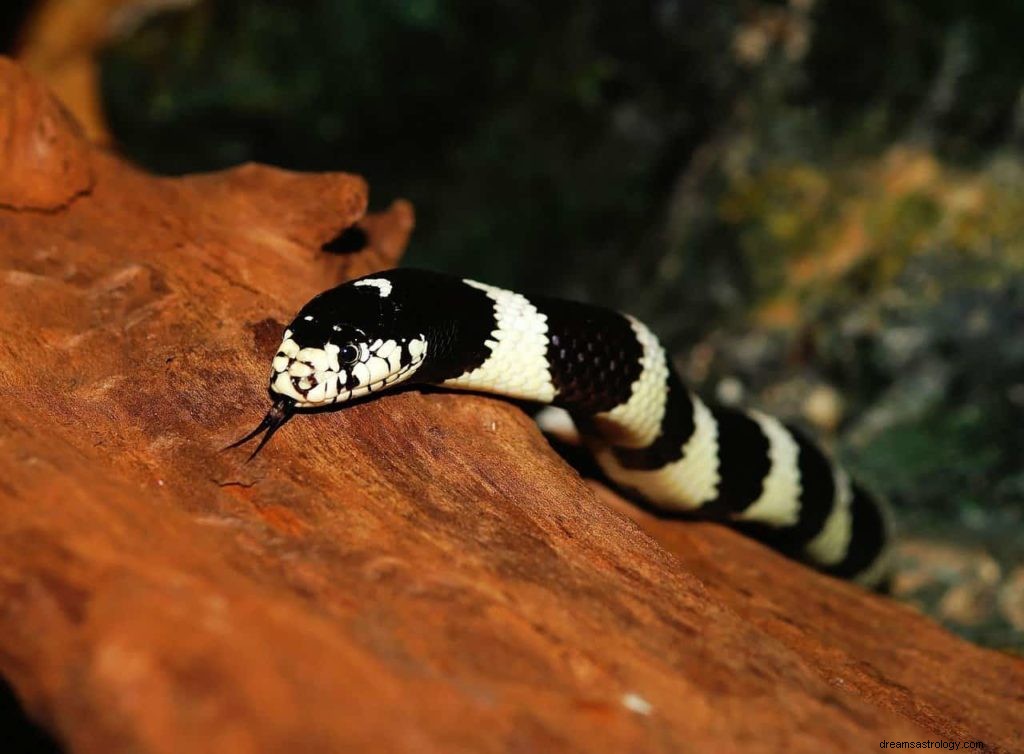 Significado de sonhar com cobra negra 