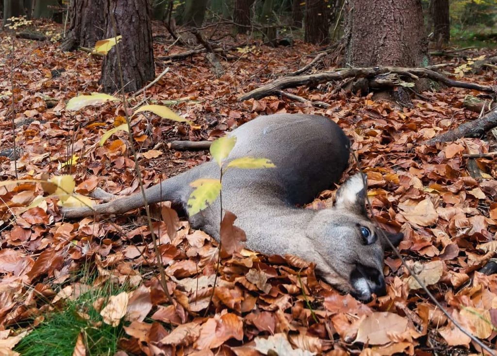 Signification du rêve de cerf 