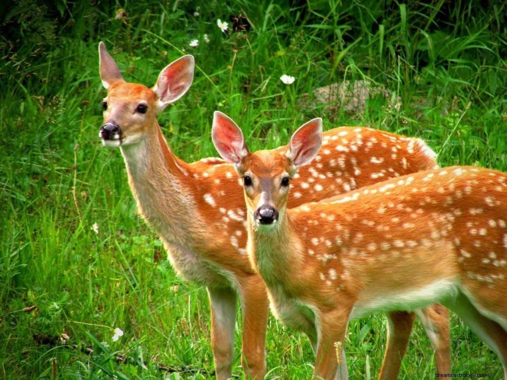 Signification du rêve de cerf 