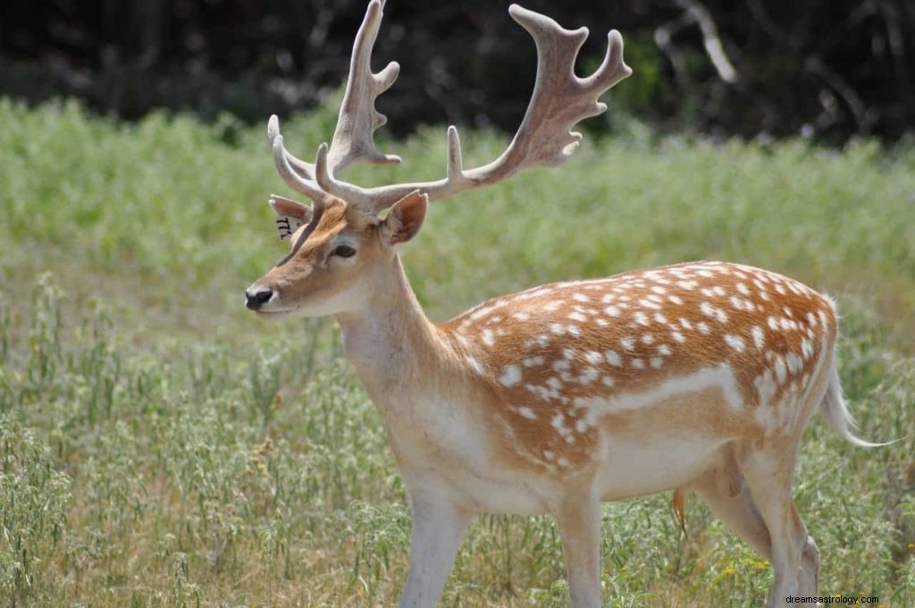 Significado de Soñar con Venado 