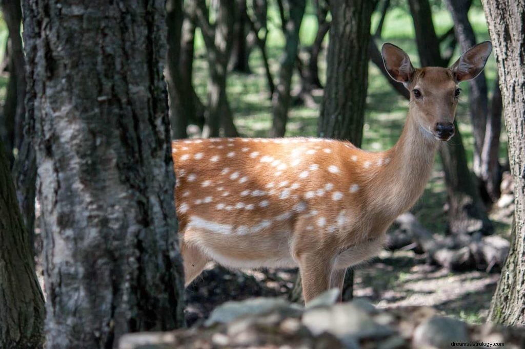 Signification du rêve de cerf 