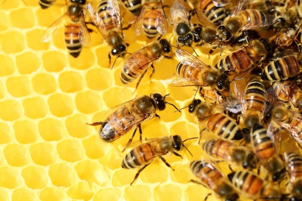 Έννοια του ονείρου Μέλισσες και Κυψέλη 