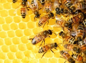 Včely A úl Sen Význam 