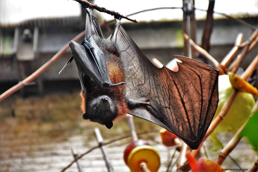 Sogni di pipistrelli 