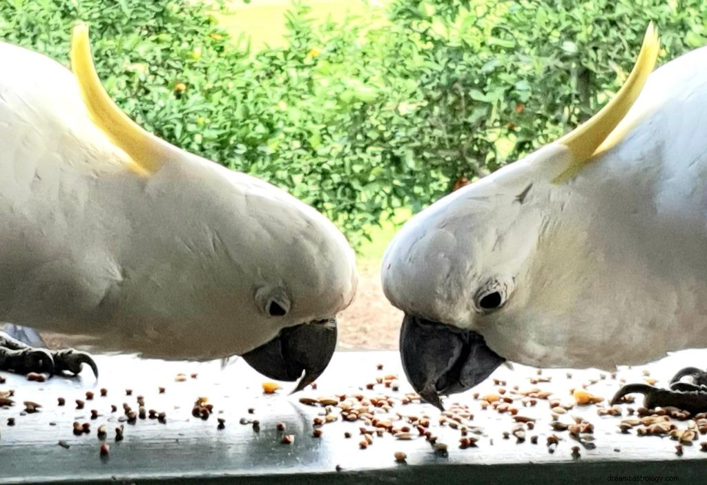 Was bedeuten Vögel in deinem Traum? 