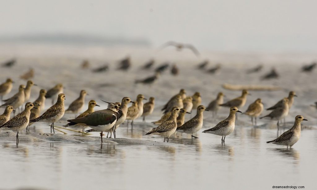 鳥はあなたの夢の中で何を意味しますか？ 