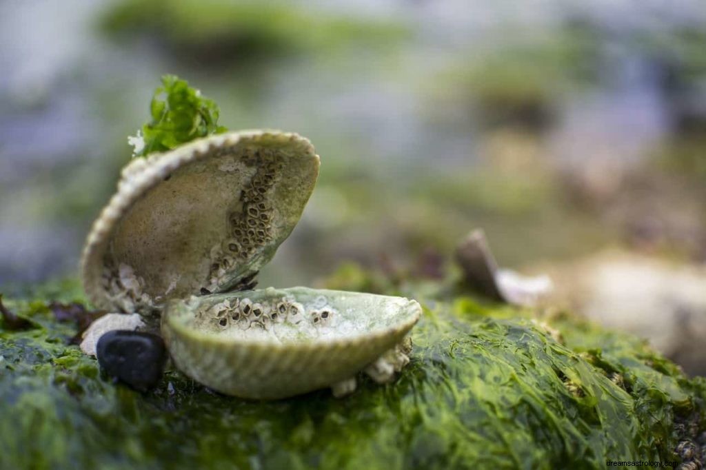 Droomwoordenlijst:Dromensymbolen die beginnen met C – Deel 3 