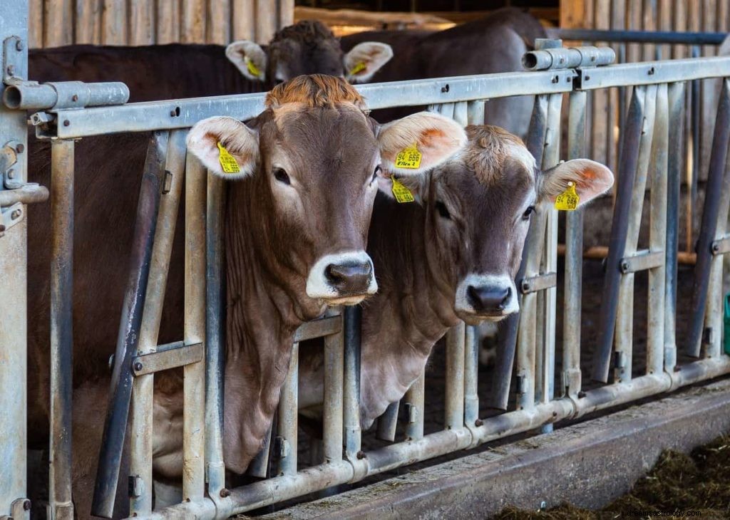 Glossaire des Rêves :Symboles des Rêves Commençant par C - Partie 2 