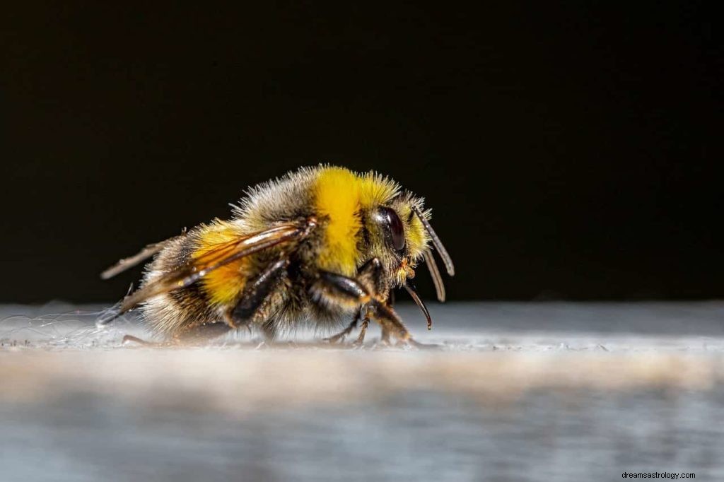 Droomwoordenlijst:Dromensymbolen die beginnen met B - Deel 5 