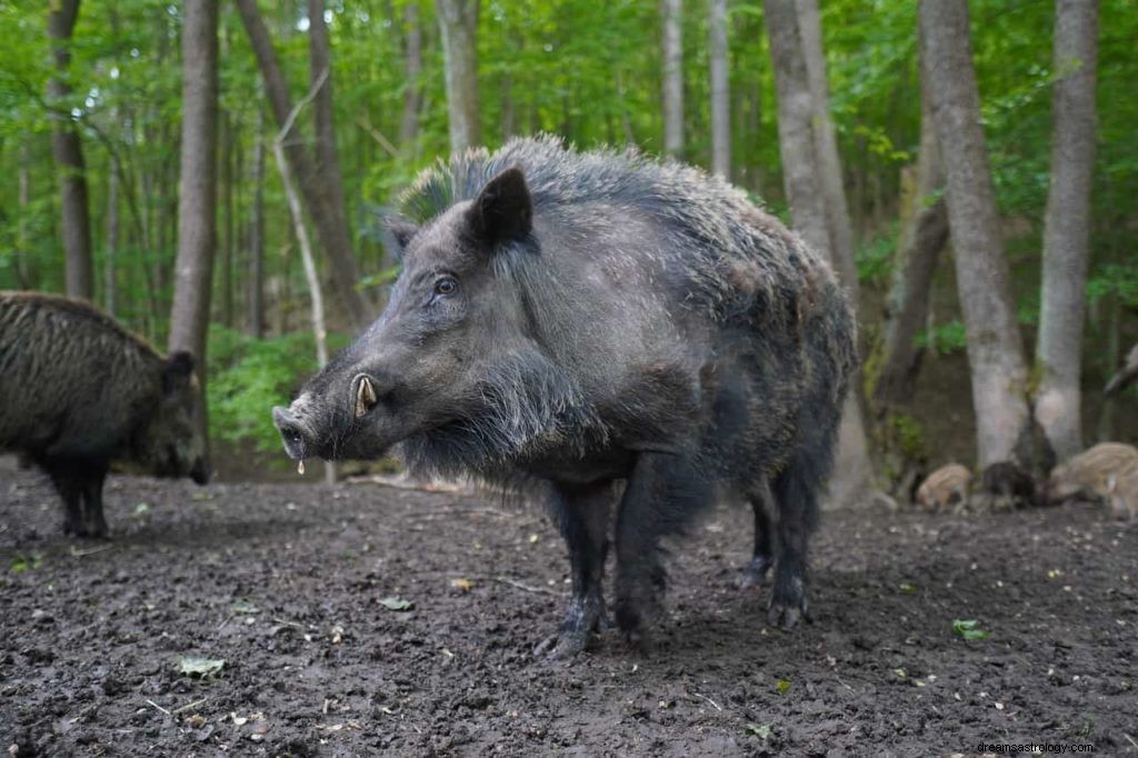 Drömordlista:Drömsymboler som börjar med B — Del 3 