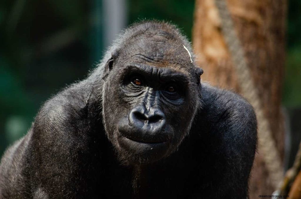 Abe og gorilla drømmebetydning og symbolik 