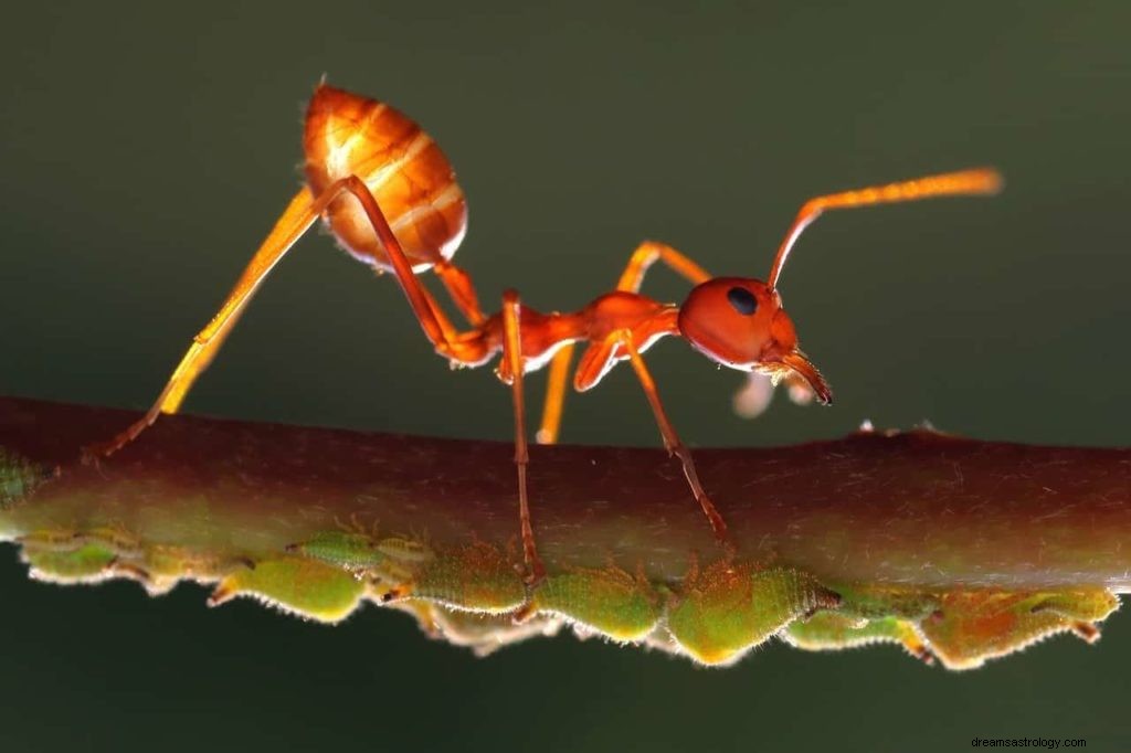 Έννοια και συμβολισμός των ονείρων μυρμηγκιών 