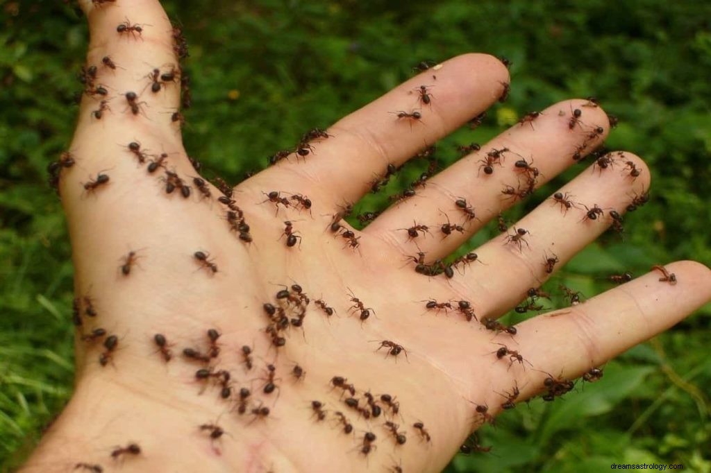 Significato e simbolismo dei sogni delle formiche 