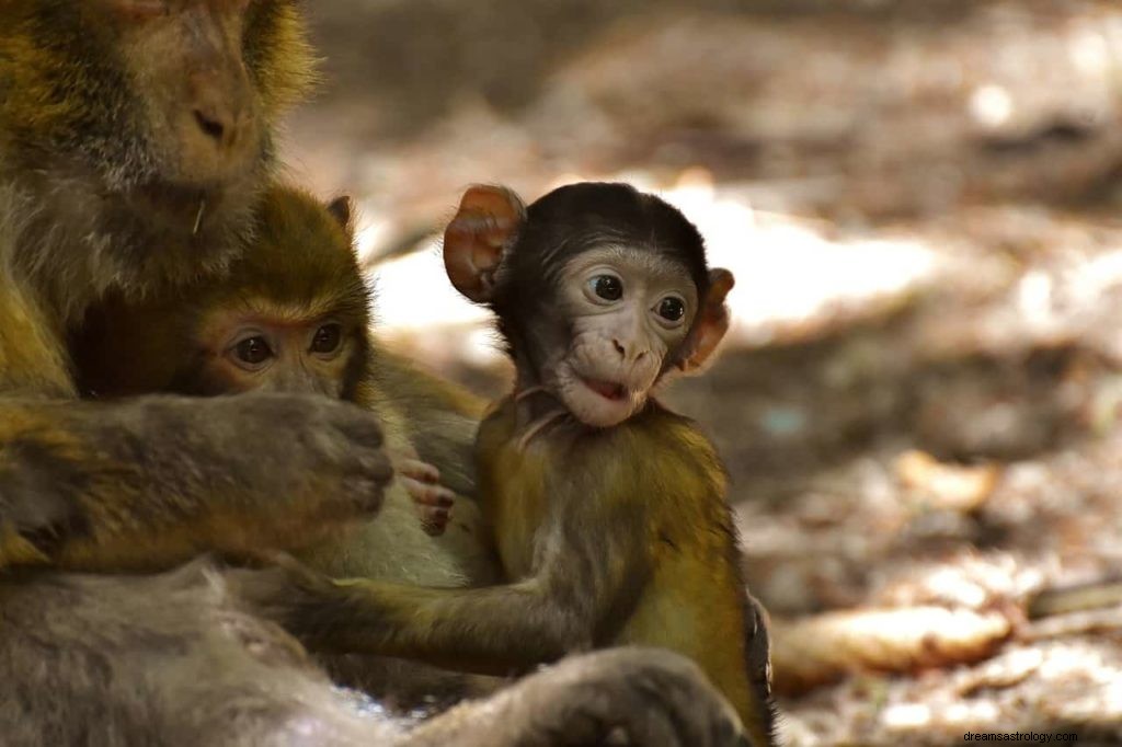 Signification et symbolisme des rêves de singe et de gorille 