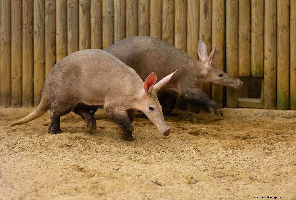 Aardvark Sen Znaczenie i duchowe zwierzę 