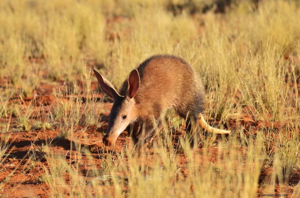 Aardvark Sen Význam A Duch Zvíře 