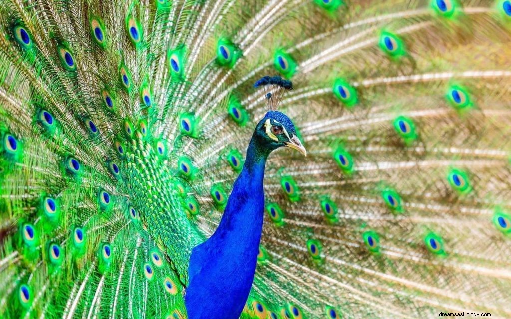 Significado e Interpretación de Soñar con Pavo Real 