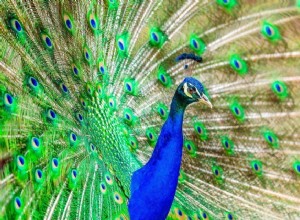孔雀の夢の意味と解釈 