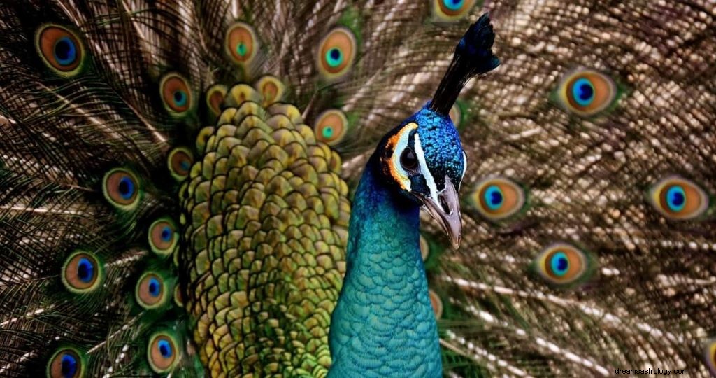 Significado e Interpretación de Soñar con Pavo Real 