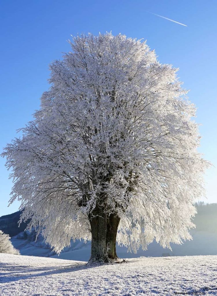 Significato e simbolismo del sogno dell albero 