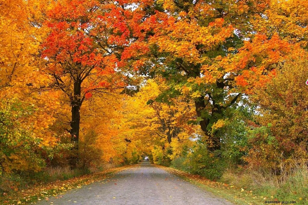 Significato e simbolismo del sogno dell albero 