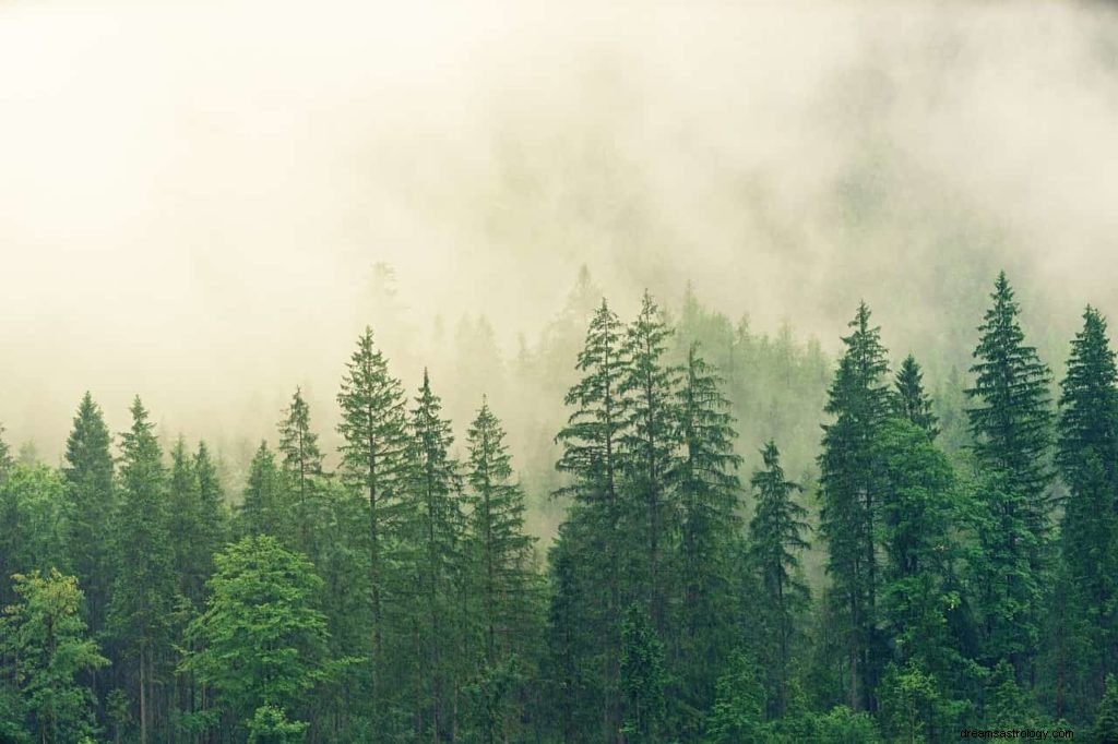 Signification et symbolisme du rêve d arbre 