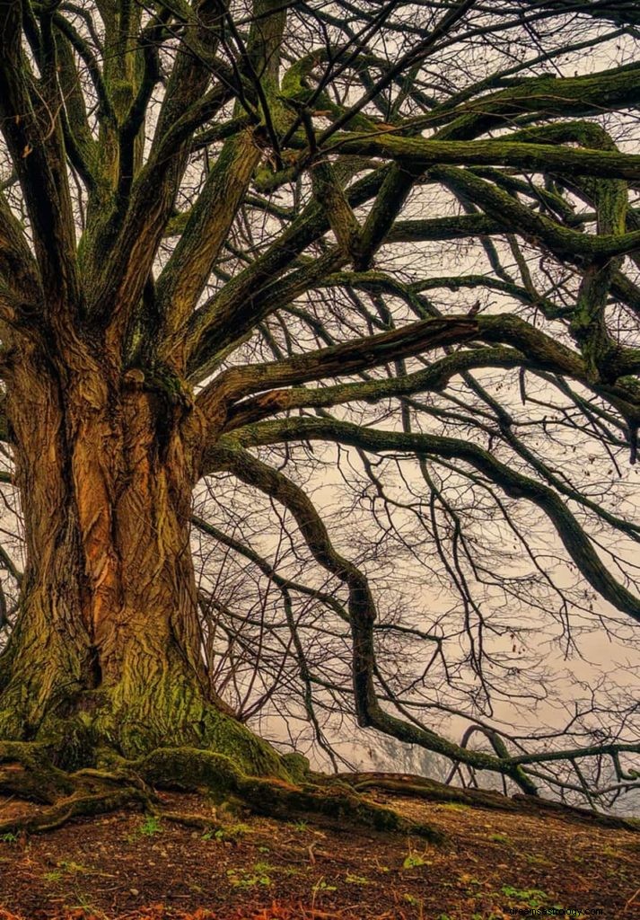 Baumtraum Bedeutung und Symbolik 