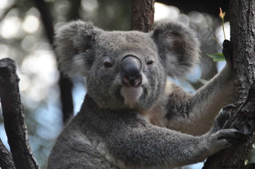 Koalabjørnens drømmebetydning og fortolkning 
