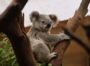 Význam a výklad snu medvídka koaly 