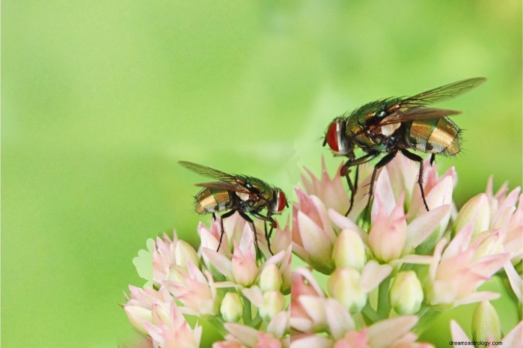 7 mening og fortolkninger, når du drømmer om fluer 