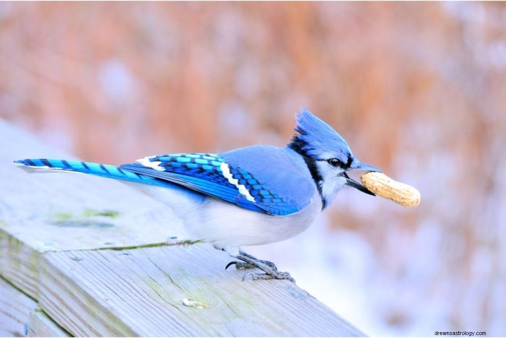 5 duchovních významů vidět Blue Jay 